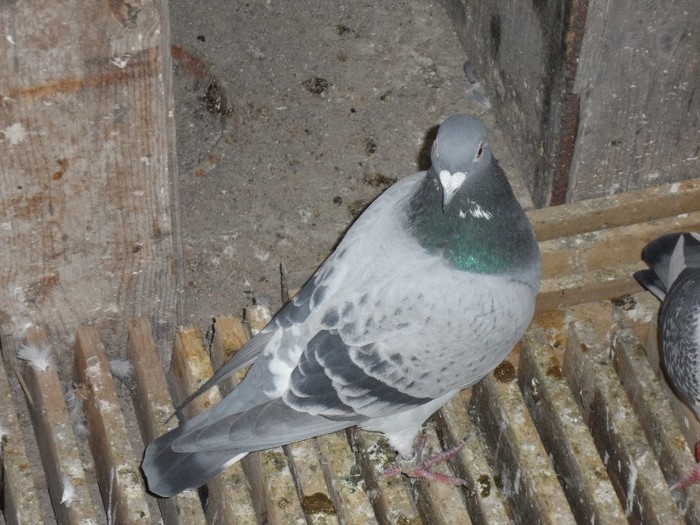 MALTEZU; MASCUL MALTA 2010
