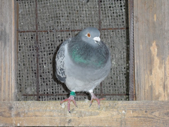 NEBUNU; FIU AL LUI NEAMTU CREDETIMA ISI MERITA NUMELE
