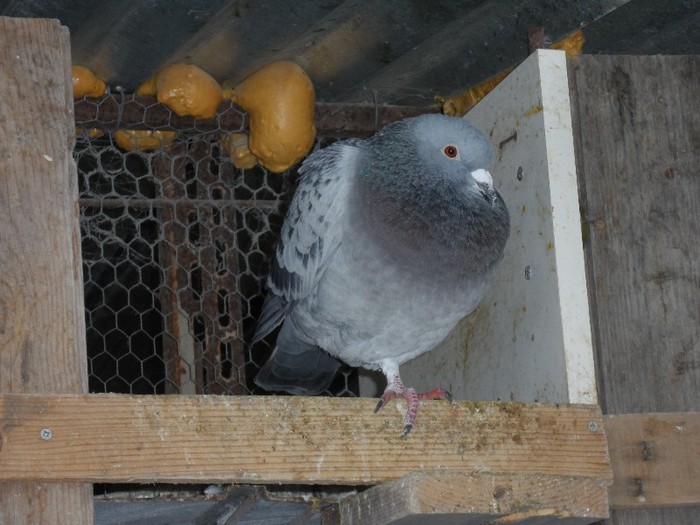 MASCUL 52"""; FIUL LUI NEAMTU
