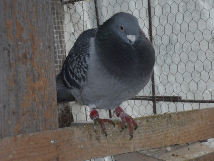 133538  SPED IT 2012