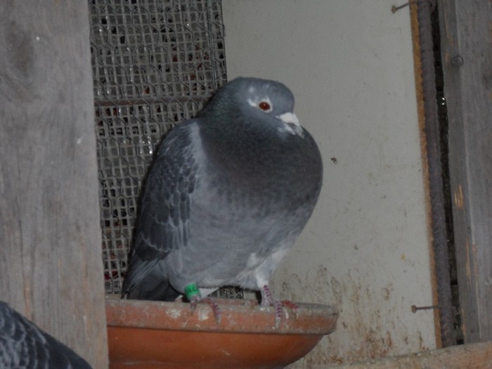 SURUCU; FIU AL LUI BATRANU RO 2011
