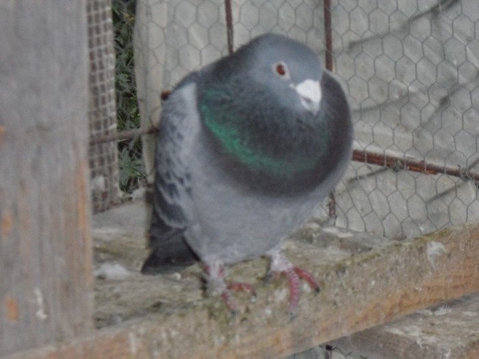 LALE; FIU AL LUI BATRANU
