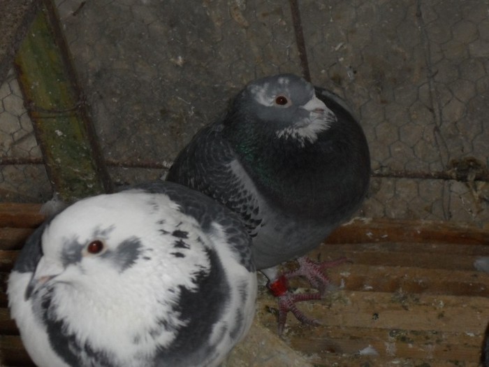 SAMI  2012 CU  35" 2010; SAMI PROVINE DE LA VICTOR POHOATA SI SAMI ESTE DIN SURUCU CU FIOCO FRATE DE CIUB CU DASA
