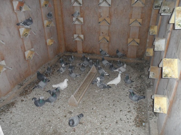 TOATE FEMELELE LA AMBRUS BOGDAN ACASA