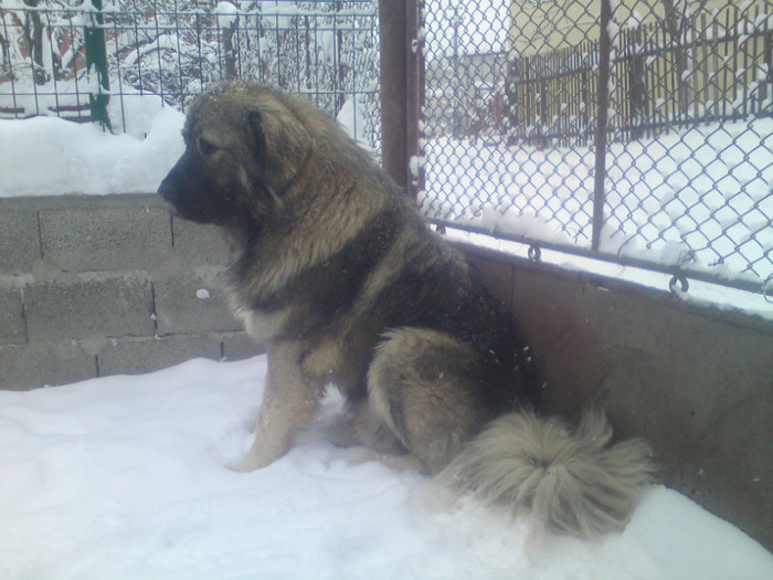 BRUNO 1 AN SI 7 LUNI