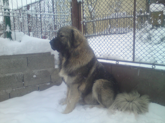 BRUNO 1 AN SI 7 LUNI