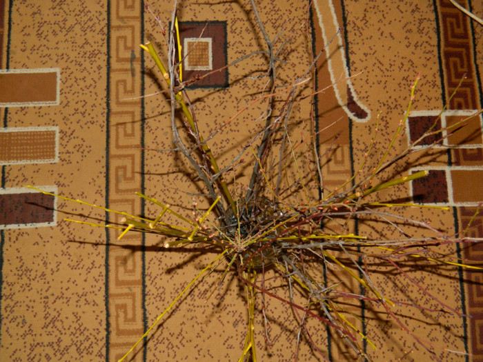 DSCN3977 - IANUARIE 2013