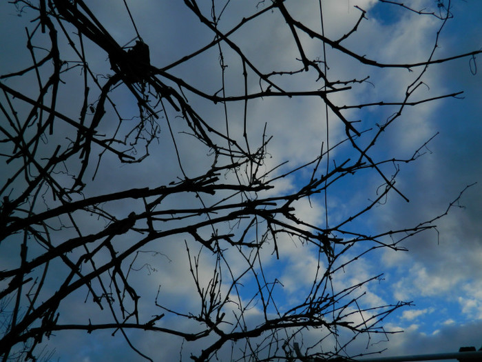 DSCN3988