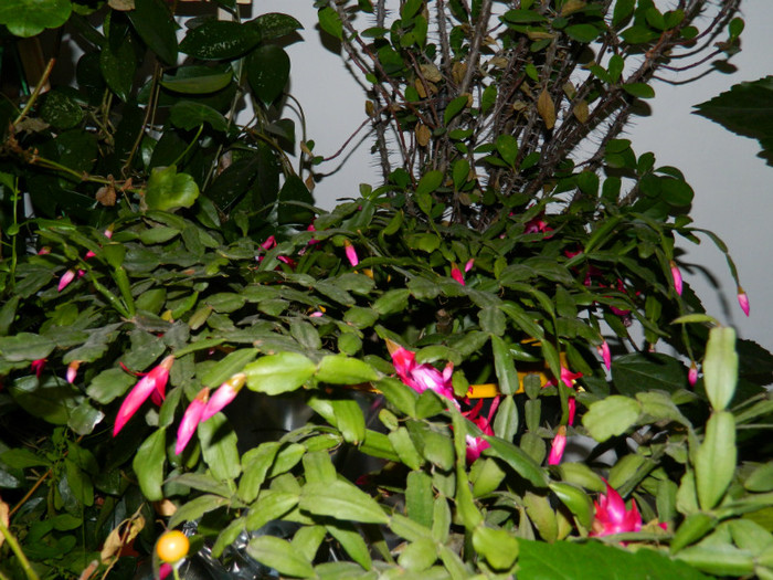 DSCN4011