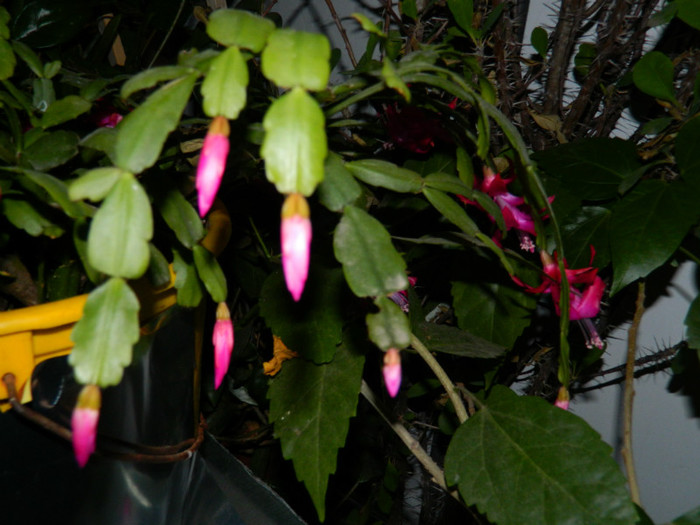 DSCN4012