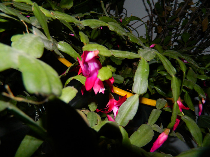 DSCN4013