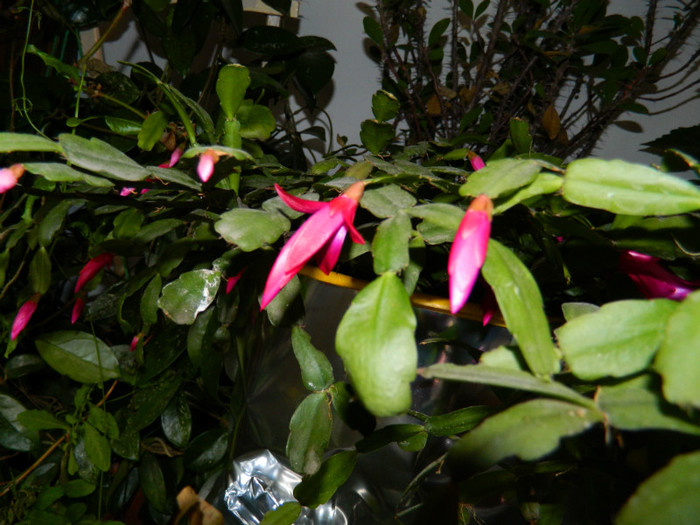 DSCN4015