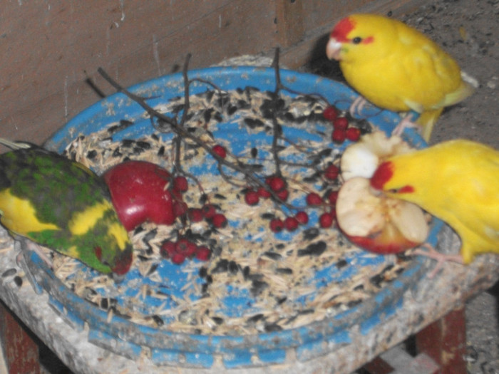 Picture 713 - papagali kakariki
