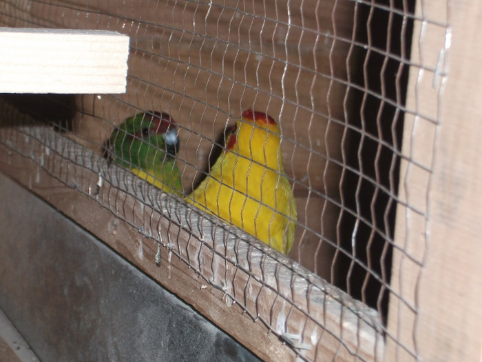 Picture 723 - papagali kakariki