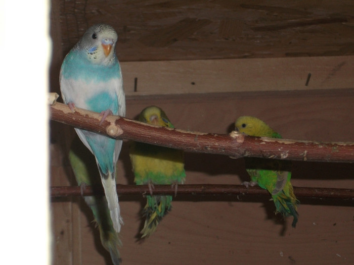 Picture 722 - papagali perusi
