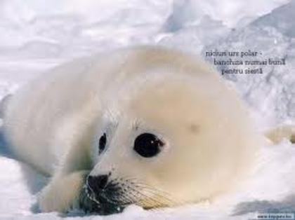 images (47) - foca