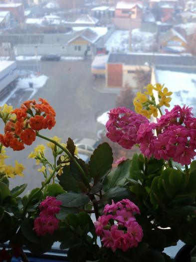 DSC04666 - KALANCHOE - 2013