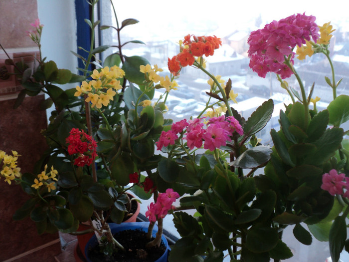 DSC04668 - KALANCHOE - 2013