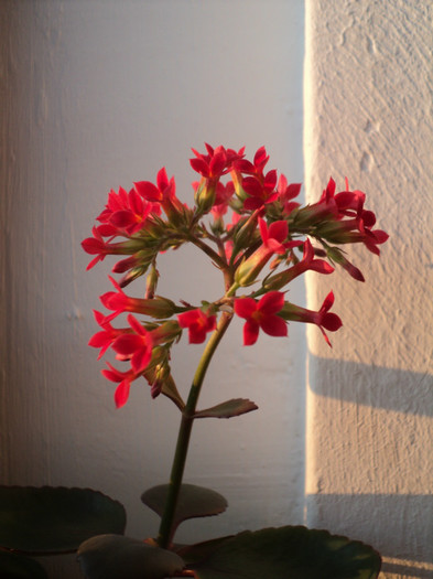 DSC04684 - KALANCHOE - 2013