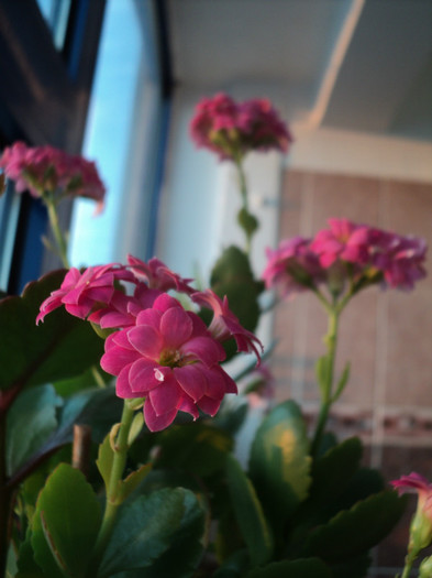 DSC04654 - KALANCHOE - 2013