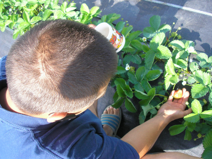 ELSANTA - mulci: agrotextil - Saldabagiu de Munte