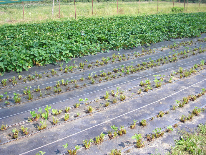 ELSANTA - mulci: agrotextil - Saldabagiu de Munte