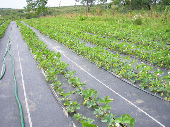 ELSANTA - mulci: agrotextil - Saldabagiu de Munte