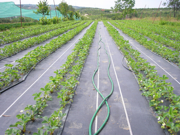 ELSANTA - mulci: agrotextil - Saldabagiu de Munte