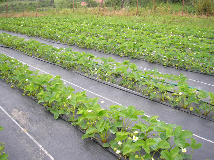 ELSANTA - mulci: agrotextil - Saldabagiu de Munte