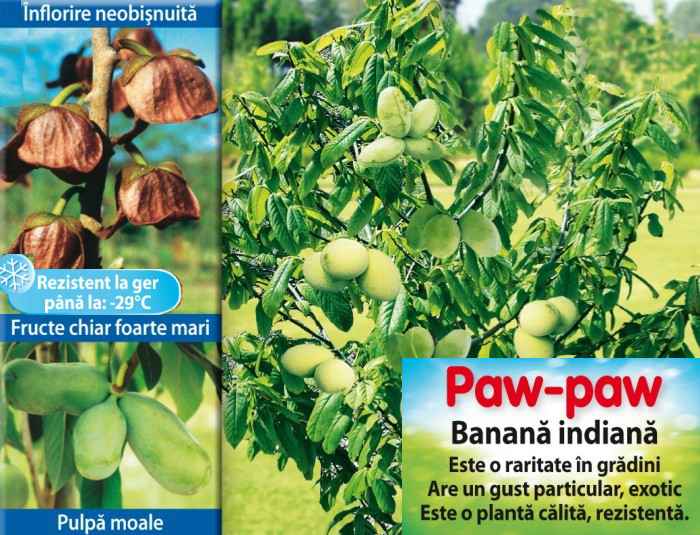 Banana indiana - Paw-Paw(-30C); Banana indiana - Paw paw - Planta (3 ani) 40 - 60 cm - 100 lei, 10 soiuri
