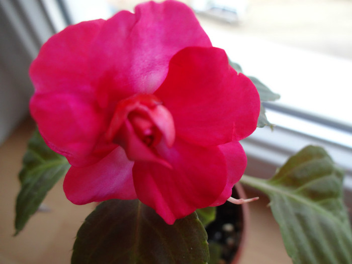 DSC00997 - Impatiens