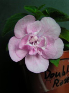 Achi.Double Pink Rose