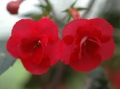 Achi.Stans delight double - 1 IMI DORESC poate ma ajuta cineva