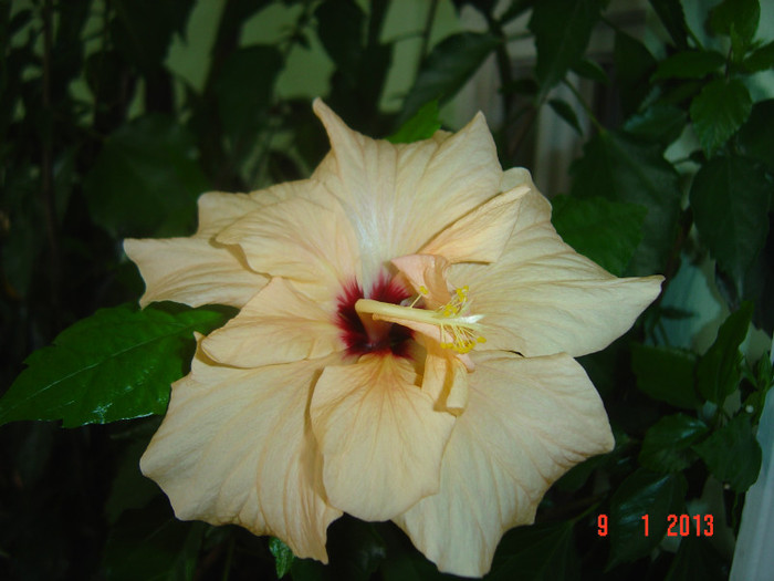 Picture 905 - 09-2012-HIBISCUS