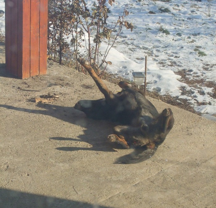 Scuzati indecenta. Barrack la soare