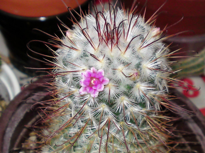 Mammillaria bombycina