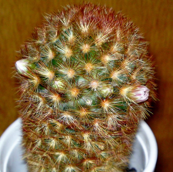 Mammillaria carmenae "rubrispina" sau Red Spines