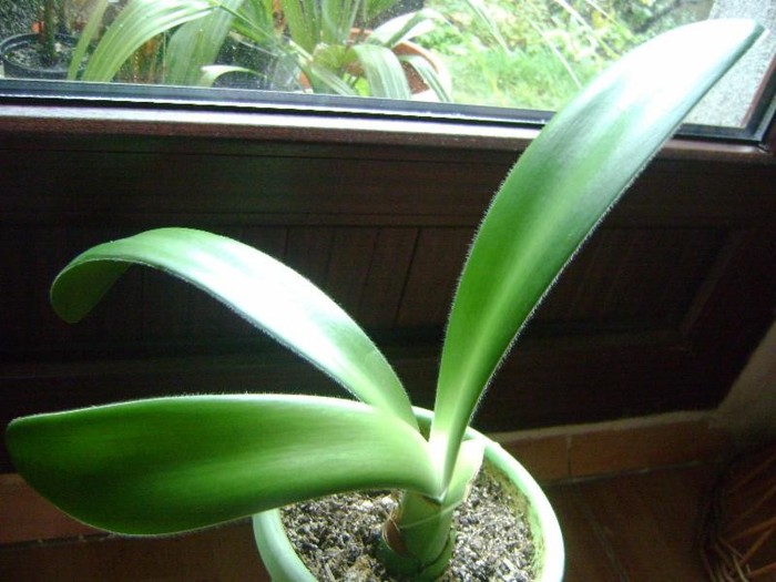 Haemanthus pauculifolius - Haemanthus