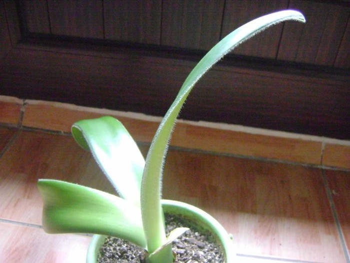 Haemanthus pauculifolius - Haemanthus