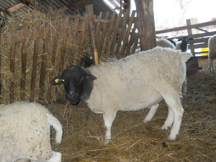 de vanzare berbec 2ani 6 luni