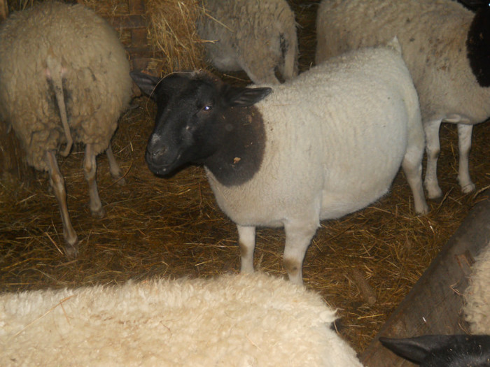 Titi Zalau-tel  0746090831