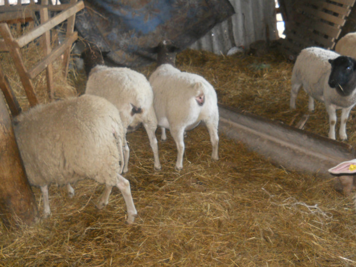 de vanzare fermavalentin