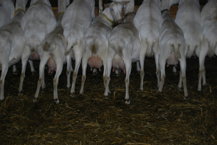 DSC_1603 - Capre si oi de vanzare din Austria