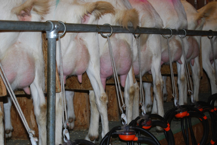 DSC_1590 - Capre si oi de vanzare din Austria