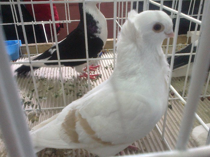 camp nat Oradea 2010