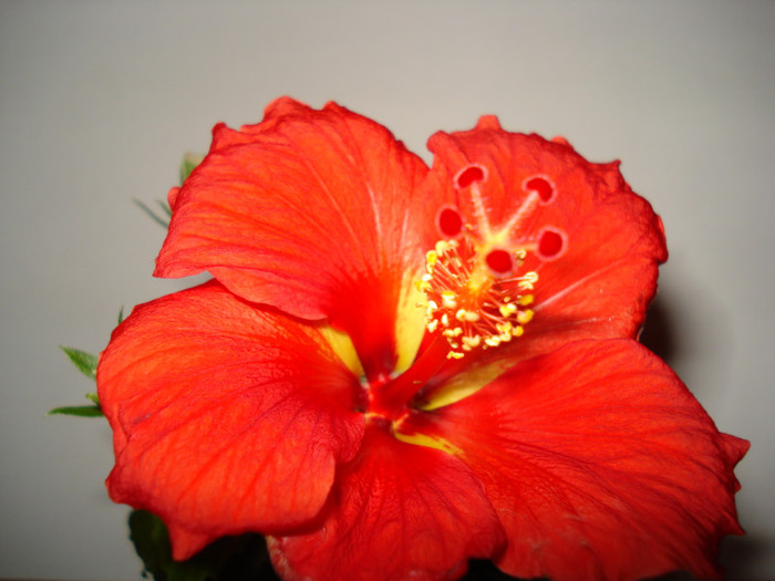 DSC05860 - HIBISCUS 2013