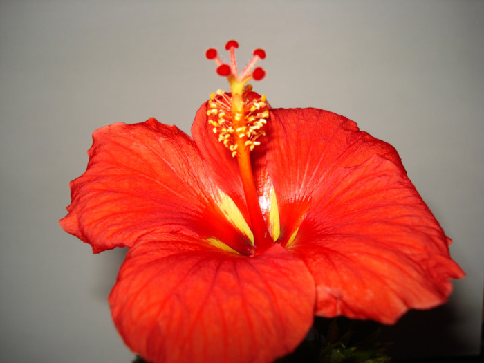 Starly Wind - HIBISCUS 2013