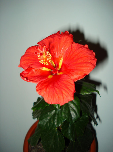 DSC05866 - HIBISCUS 2013