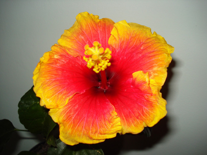 DSC05874 - HIBISCUS 2013