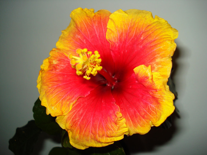 Oberon - HIBISCUS 2013